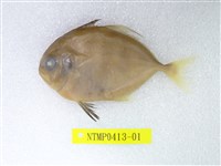 藏品(海德蘭若鰺)的圖片